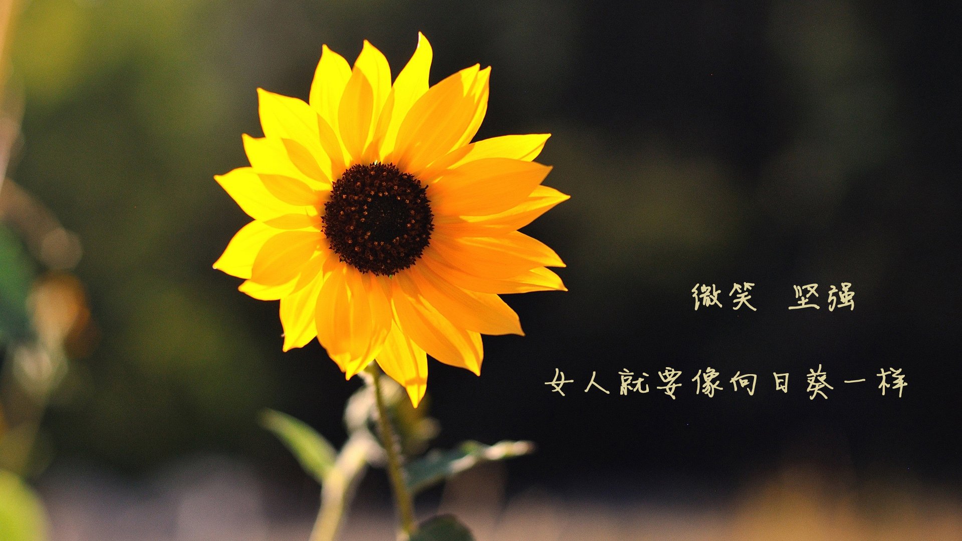 未来足球“天王”之路：崭露头角的年轻力量，未来足坛第一人