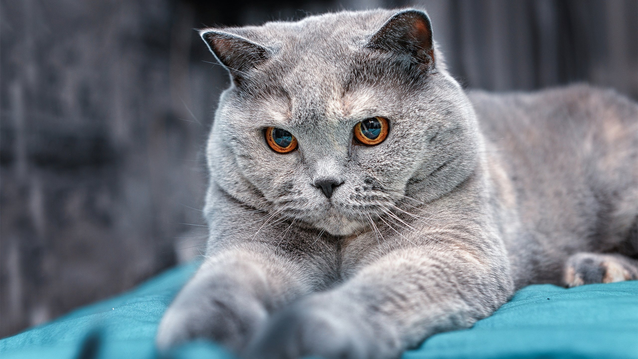 “滑轮赛场风云再起,成都滑轮中心见证突破极限”