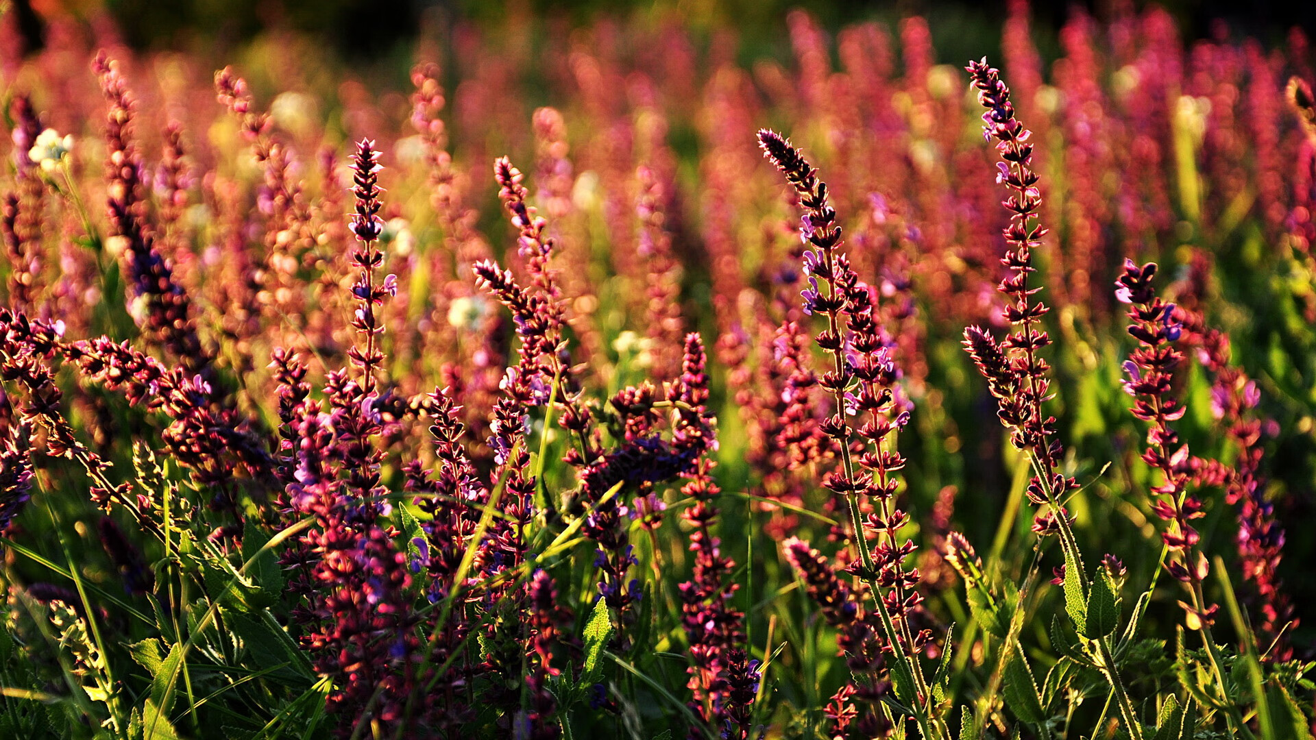 切尔西逐步建立稳定中场屏障,切尔西的中场核心