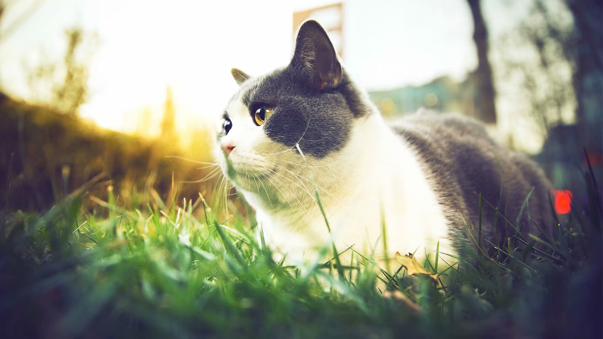 决赛红牌事件引发广泛争议,红牌对比赛的影响