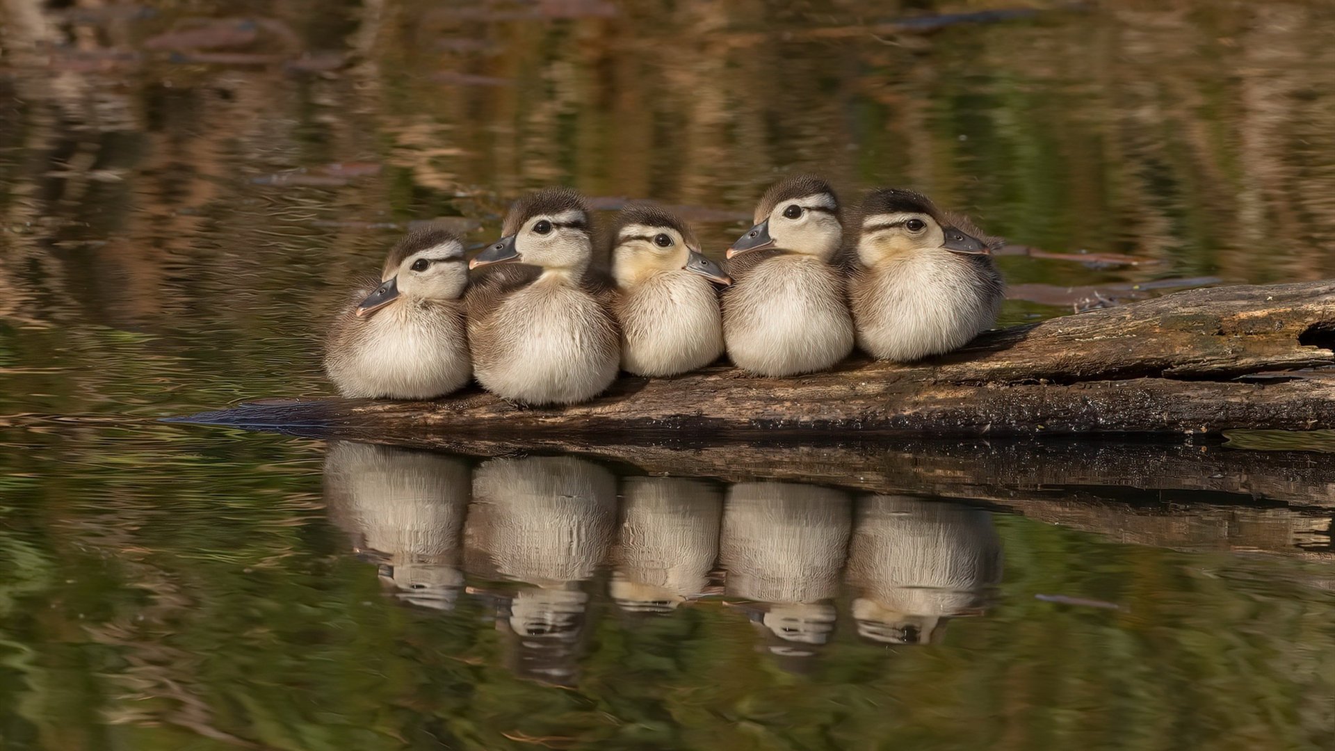 勒沃库森替补登场带来进攻变化,勒沃库森名单